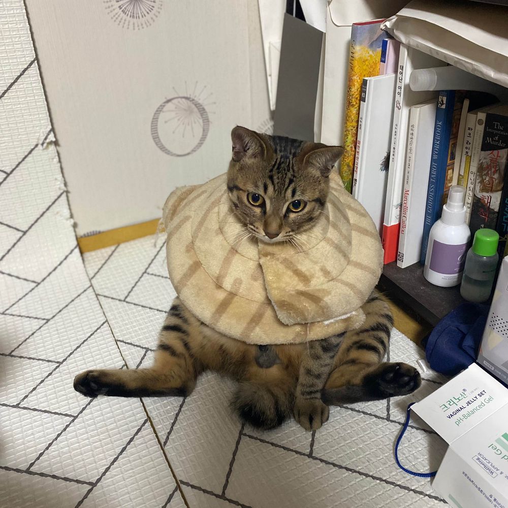 몽나꿀 누나