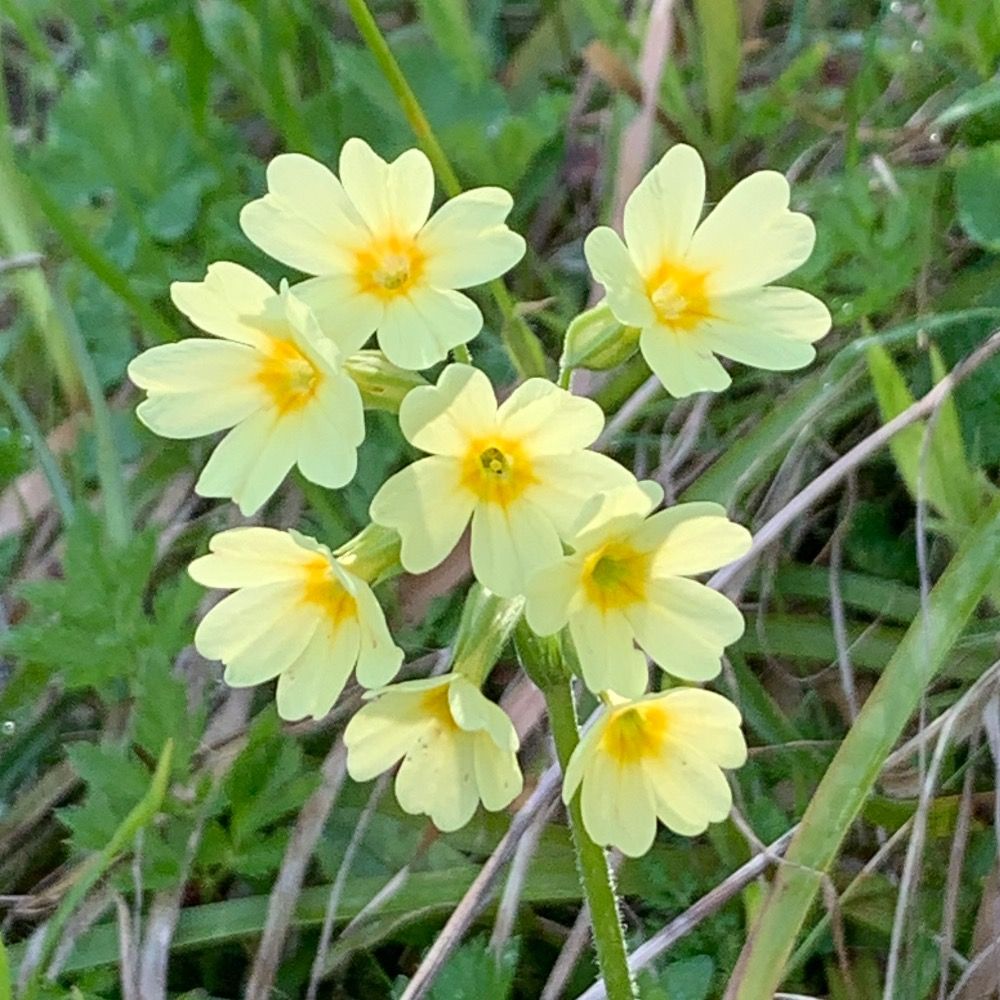 wiesenblume