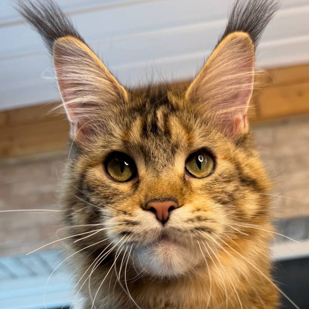 Maine Coon kittens ❤️