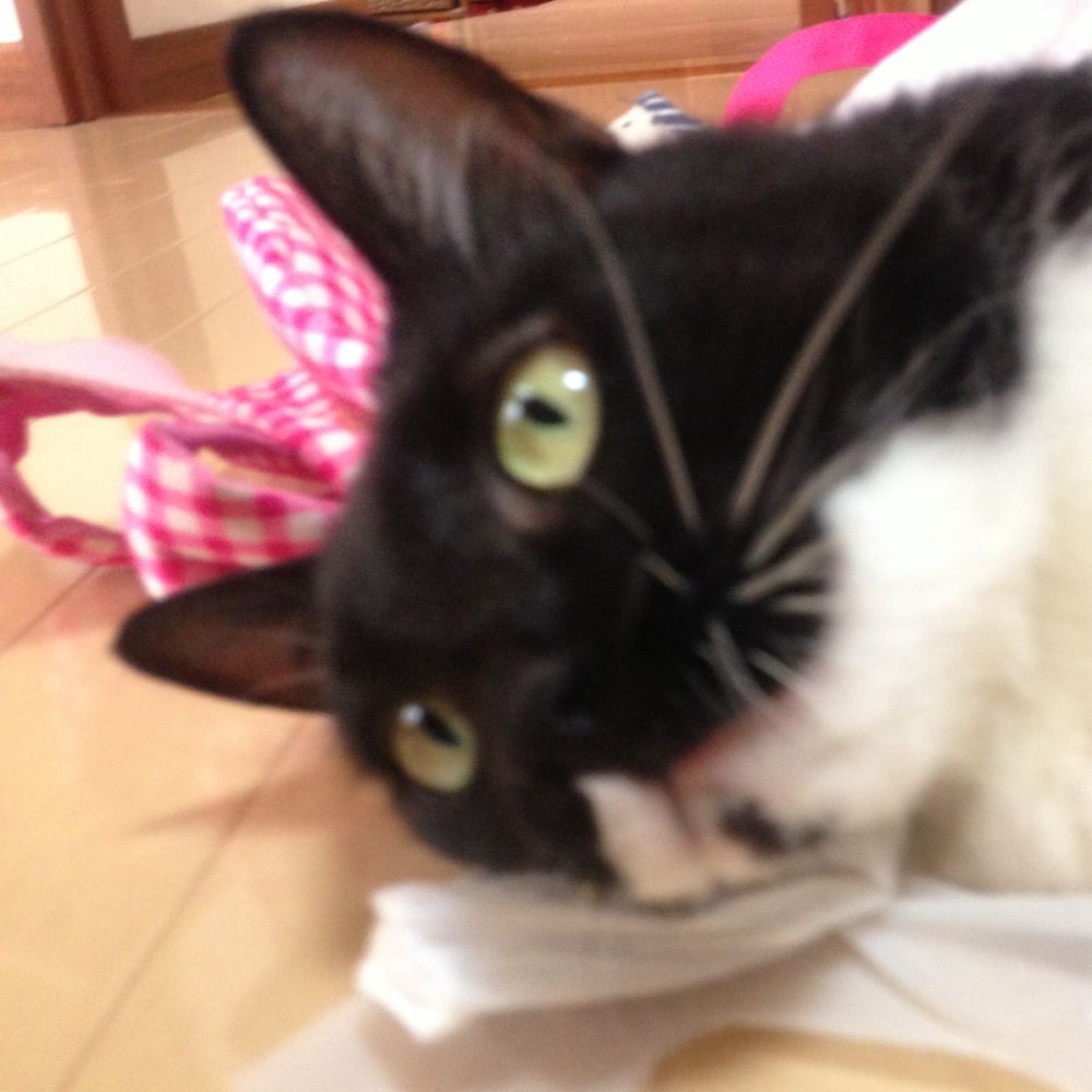 にっかぷ