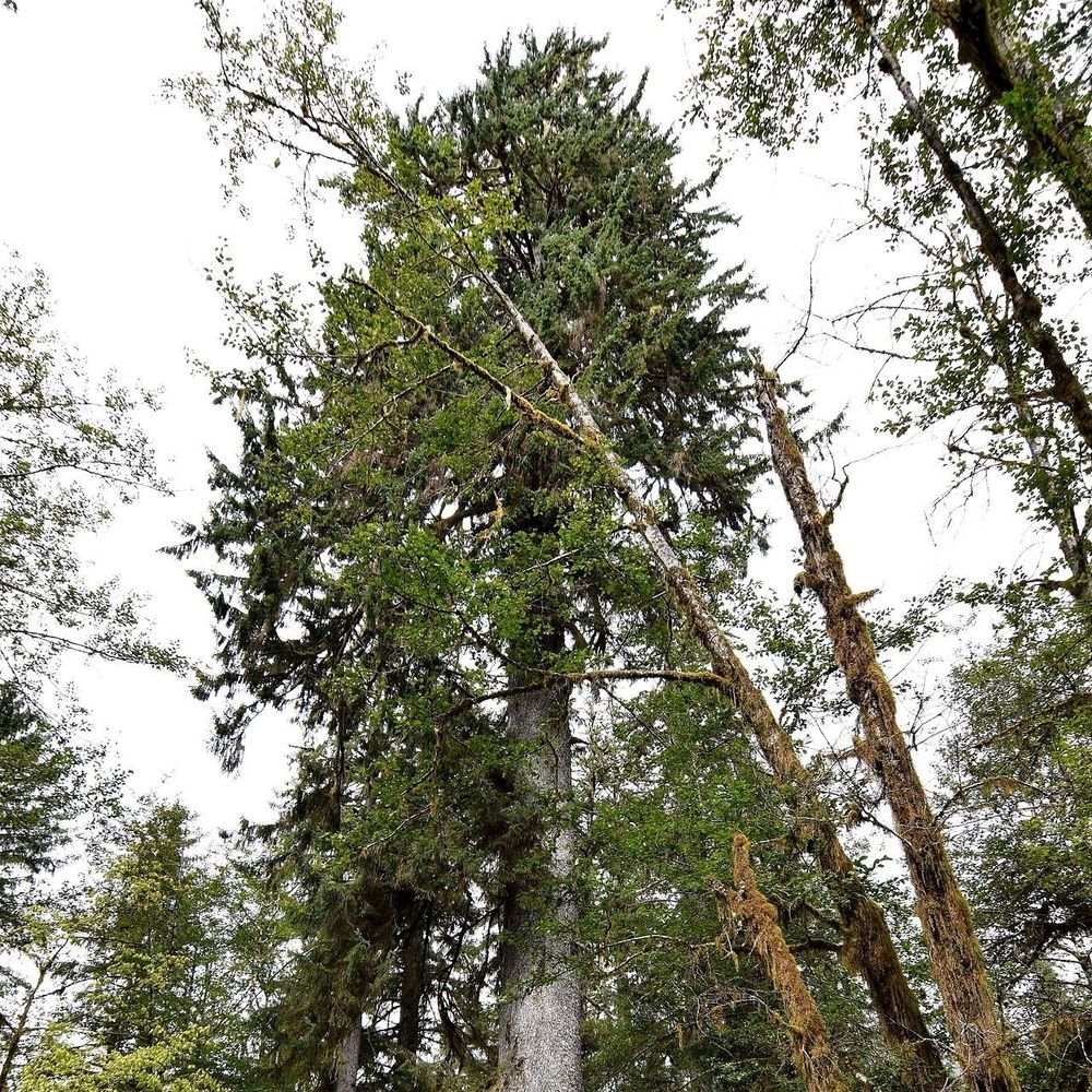 spooky spruce tree's avatar
