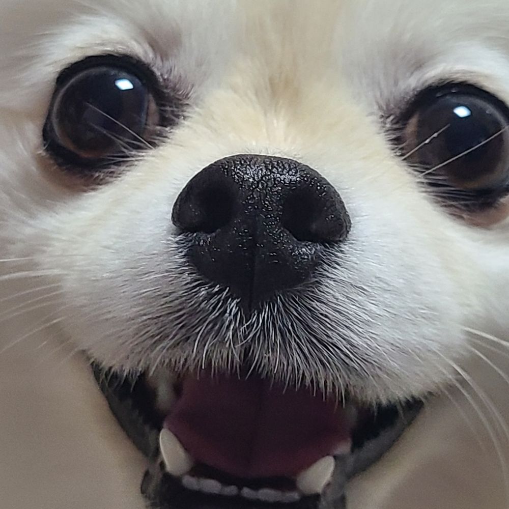 도요