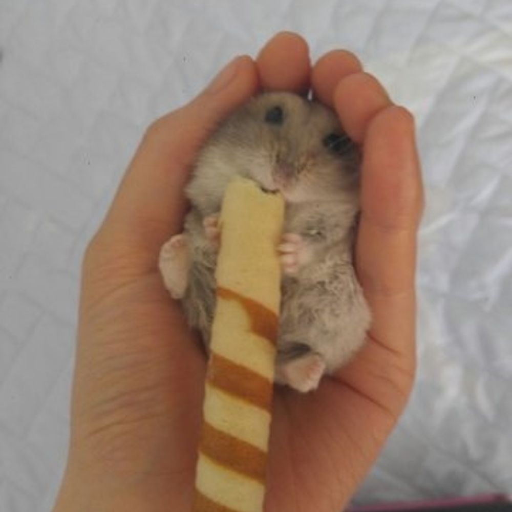 새록샐죽