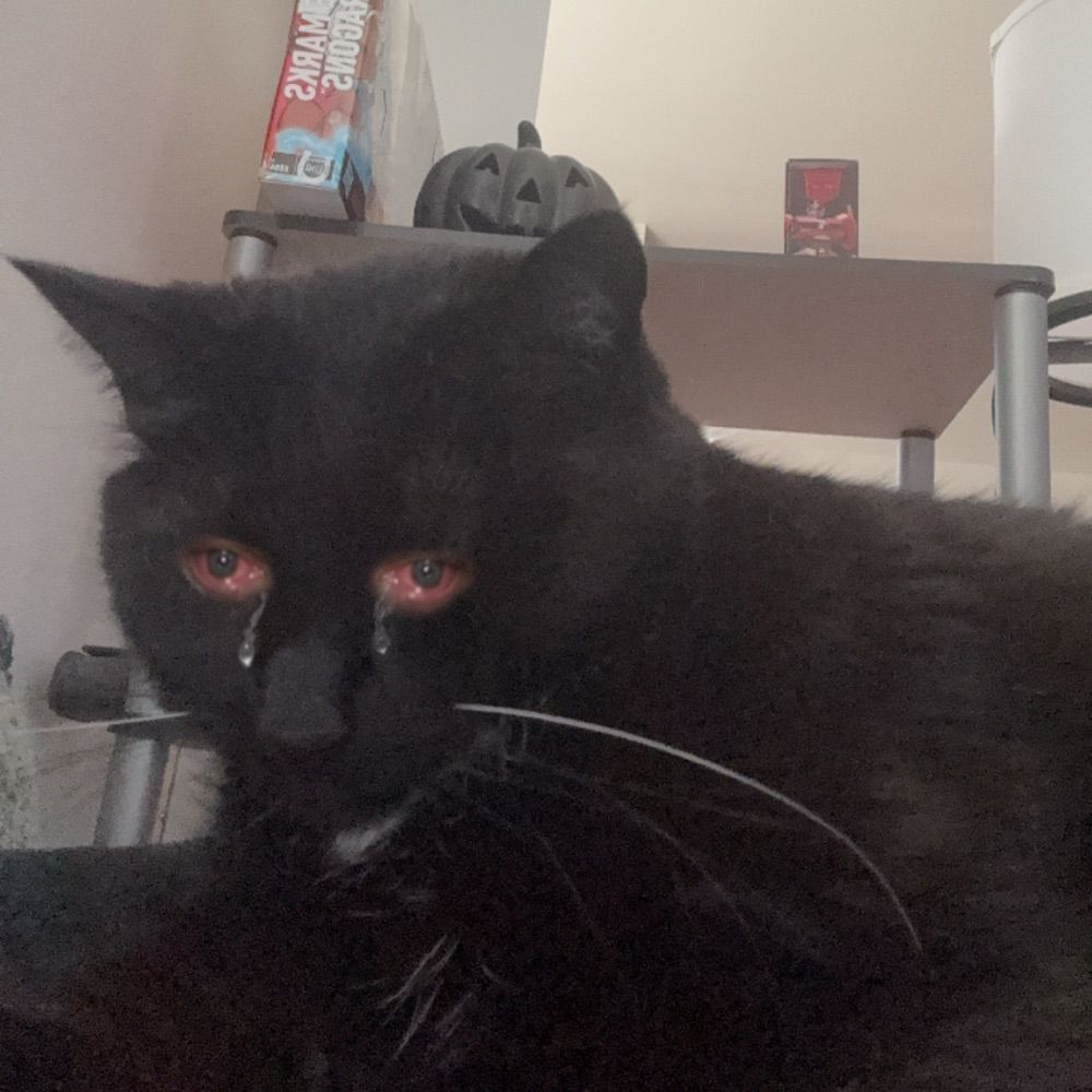 Billy Meows🕸️