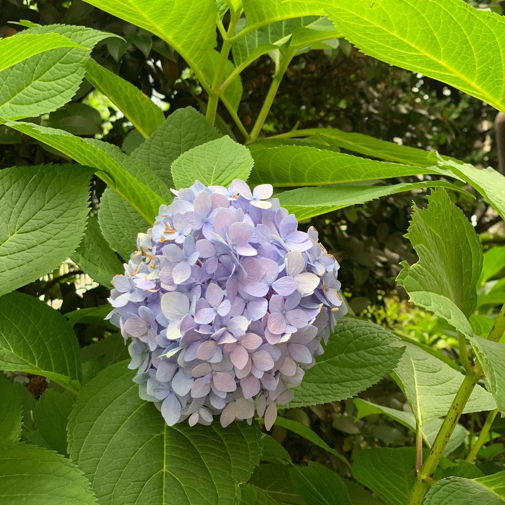 에테르