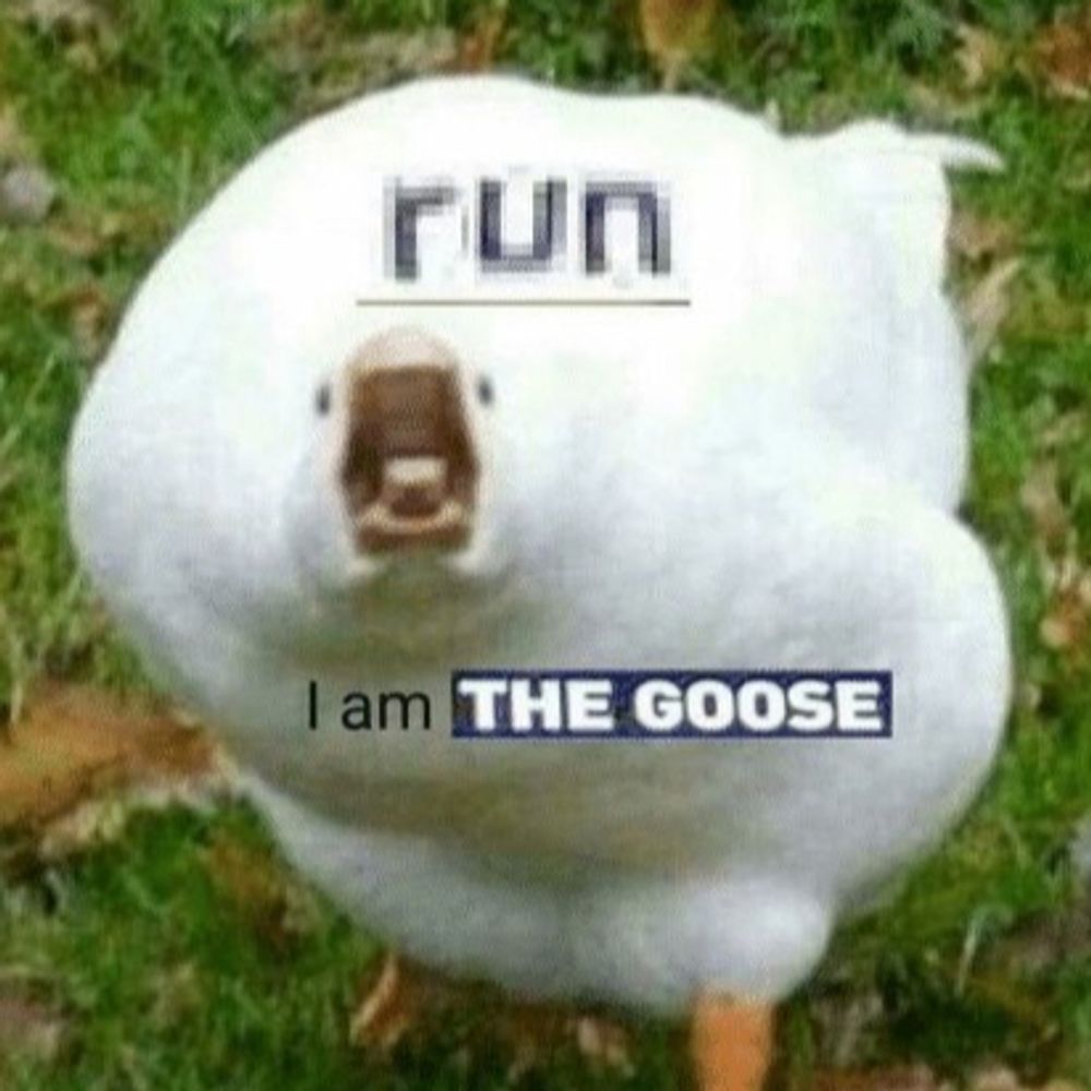 🪿Bird Memes🪿