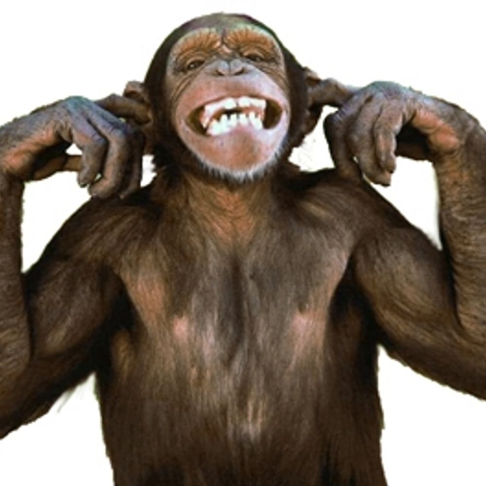 Chimp Rage