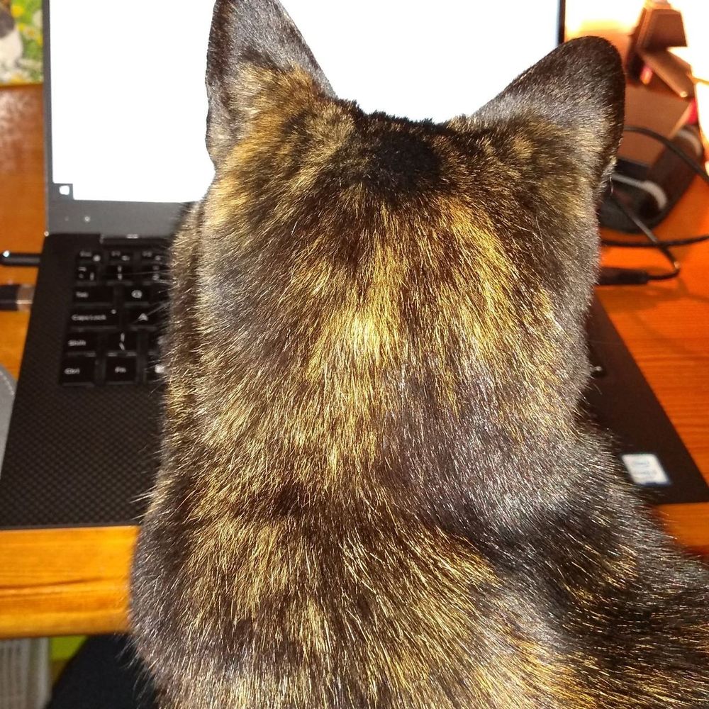 Dr E CatServant 