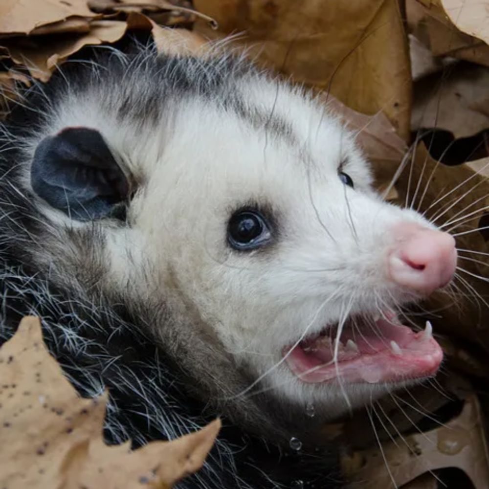 Possum