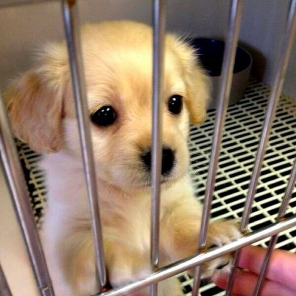 sephiroth’s puppy