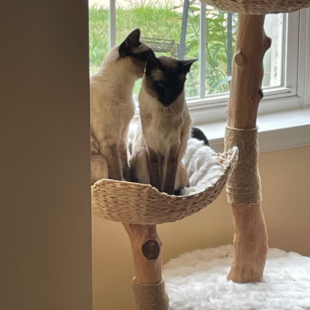 catguardian2