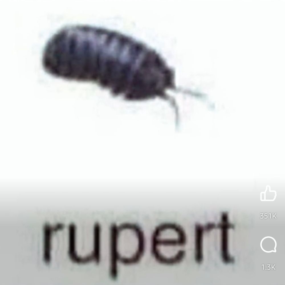Rupert the Isopod