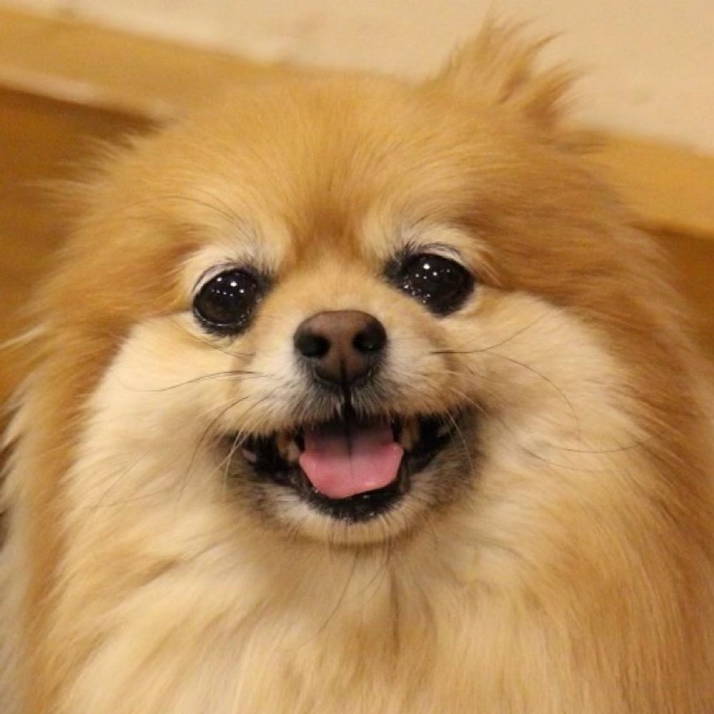 もふ🐕🐾