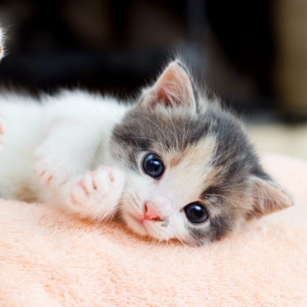 Cuki