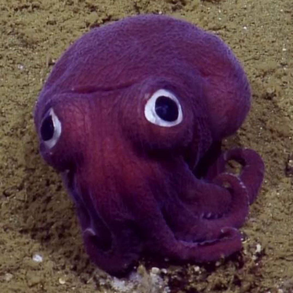 🏴󠁧󠁢󠁳󠁣󠁴󠁿🐙