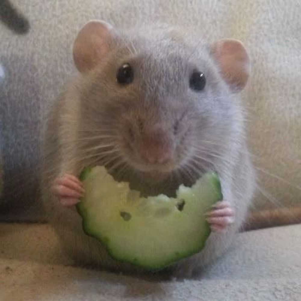 brenda