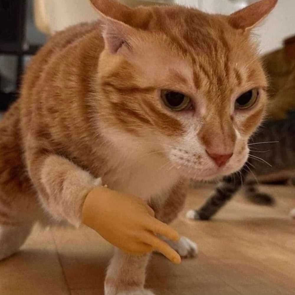 Tamagot