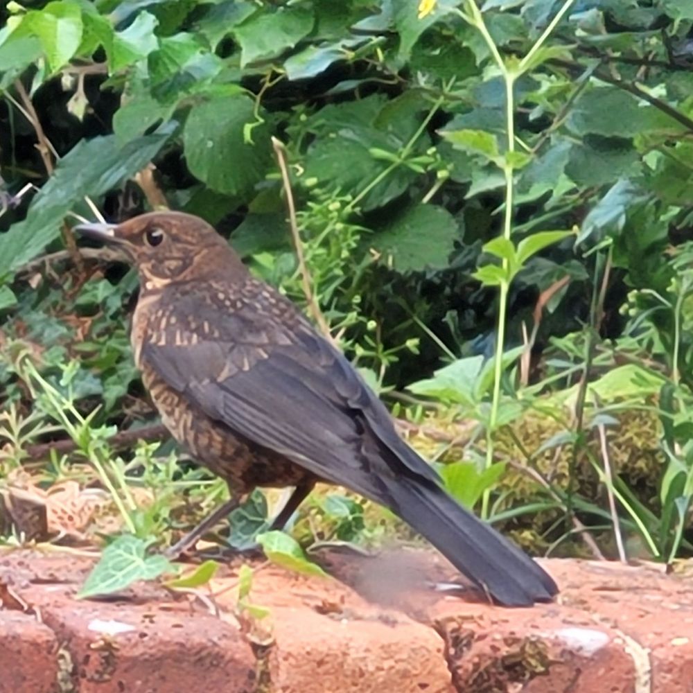 Ali Songbird