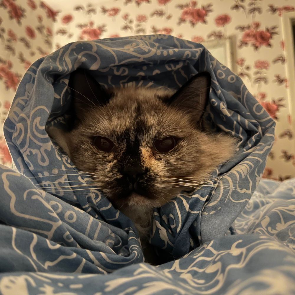 Foxy Jane