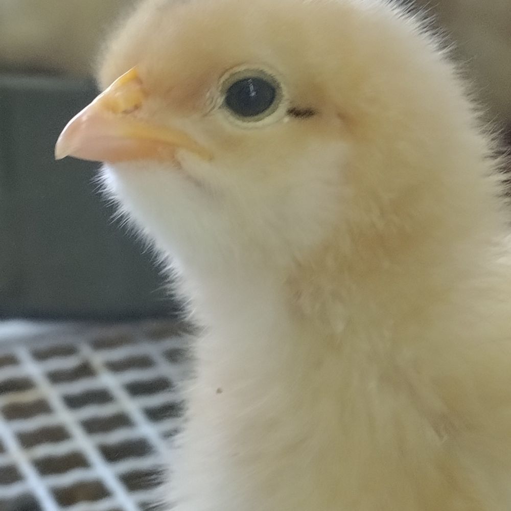 だむー∈(･ω･＊)∋