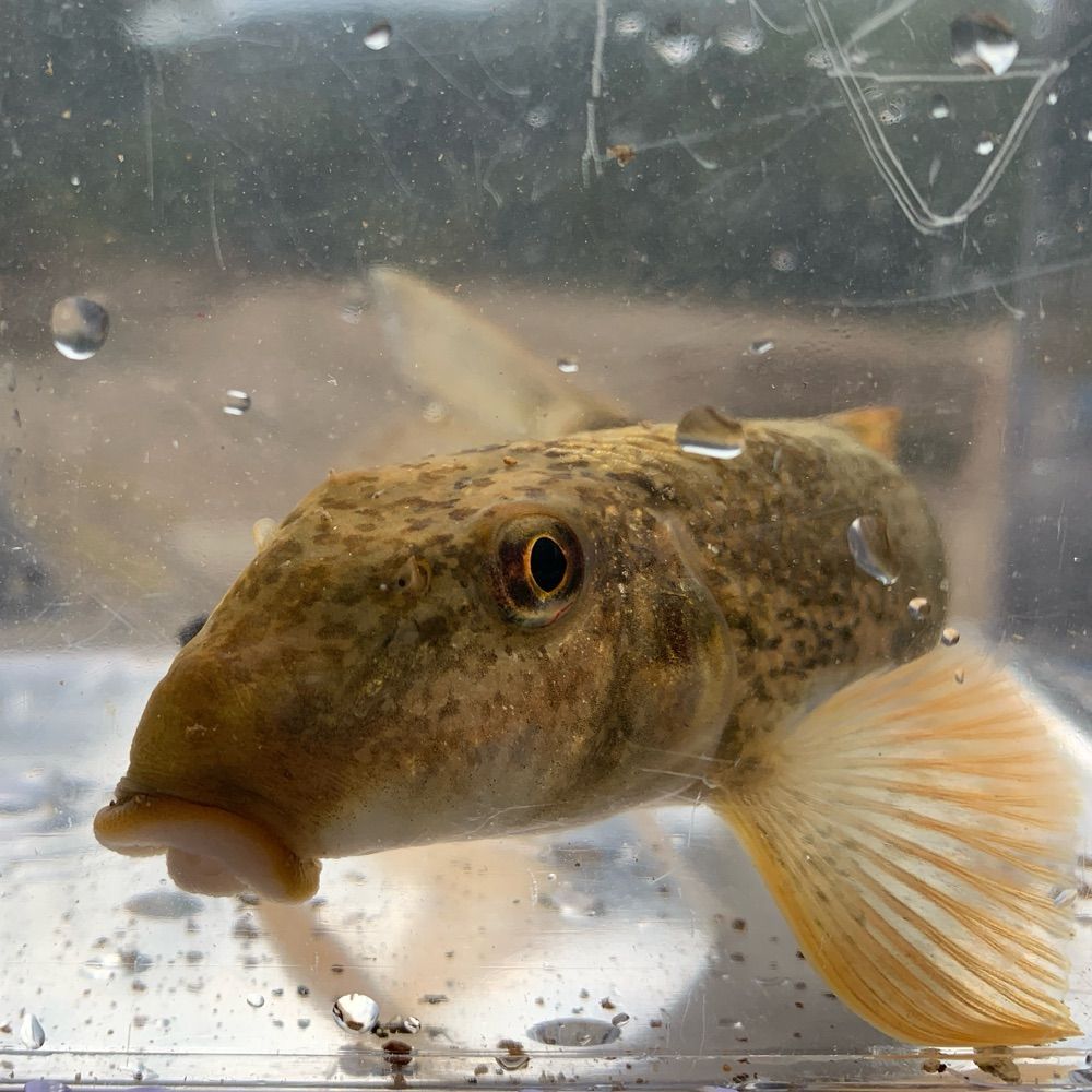 Stream Fish Ecology Lab