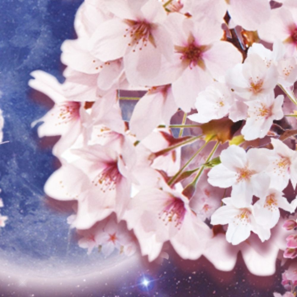 さくら🌸 