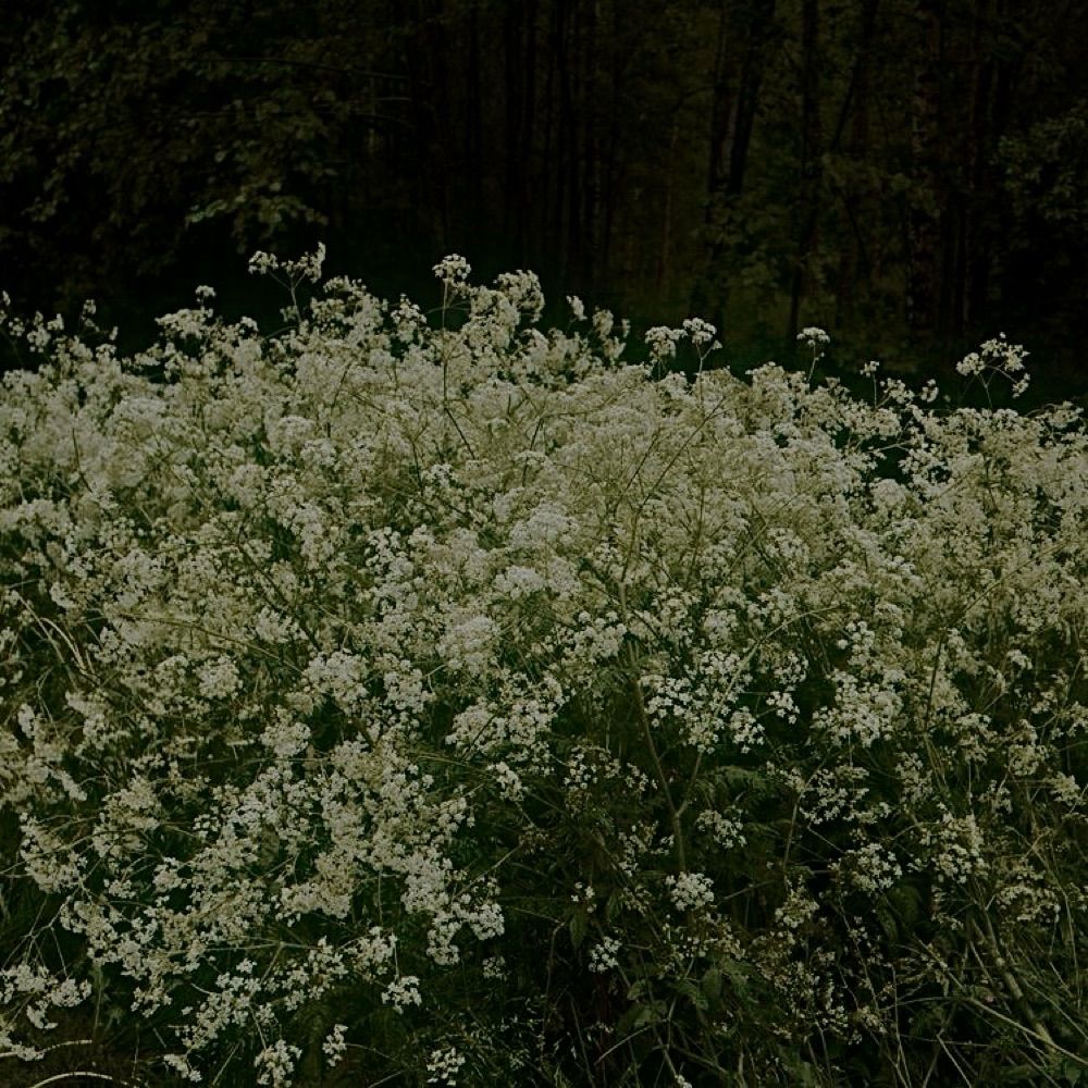 🍃