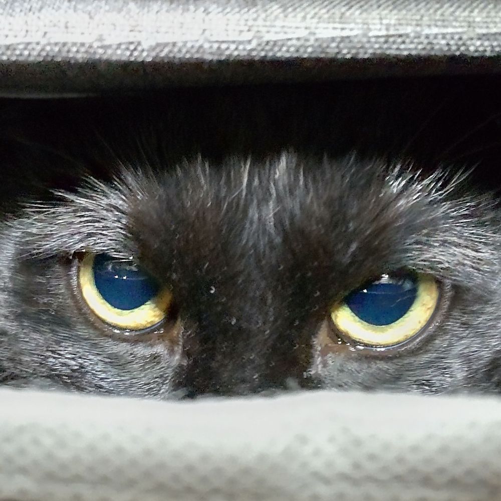 ④号室の住人（保護猫）