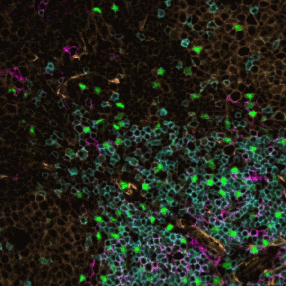 Microscopy