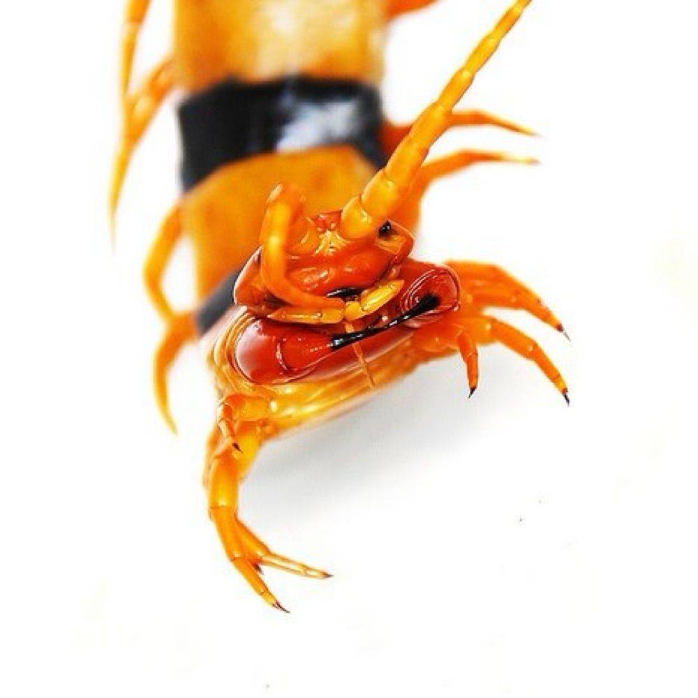 小麦粉