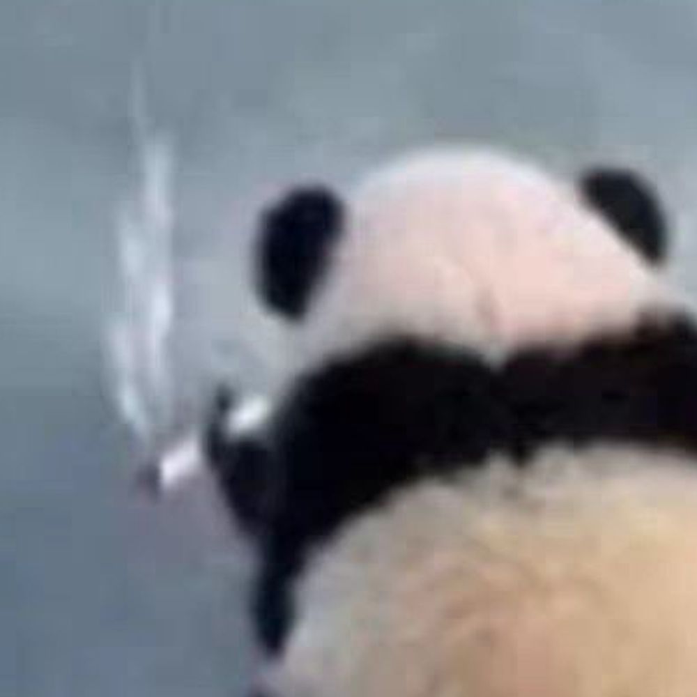 panda bolado fumando 1