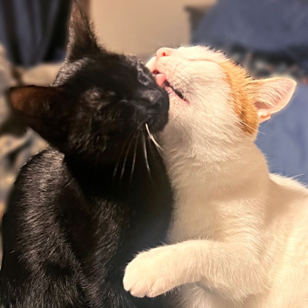 Purrl & Stellaluna