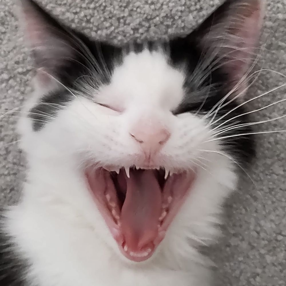WintiKitty