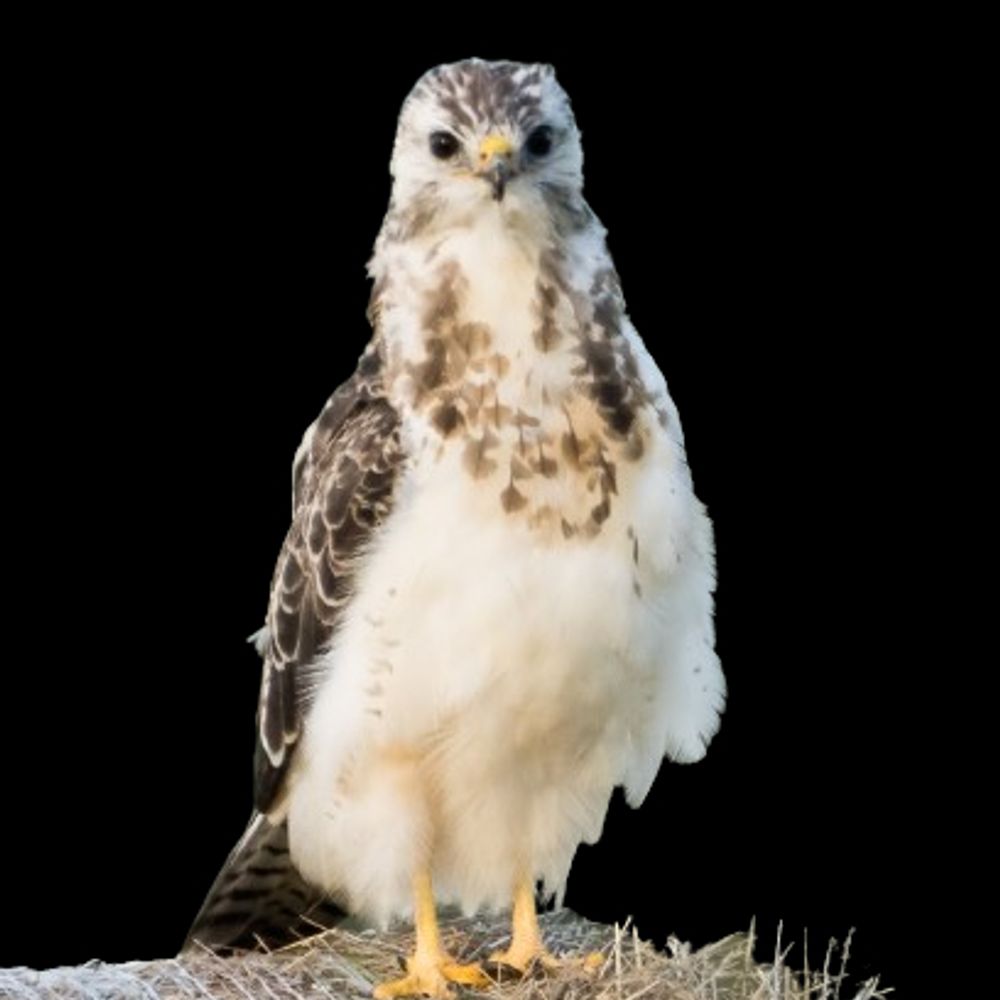 AssoButeo