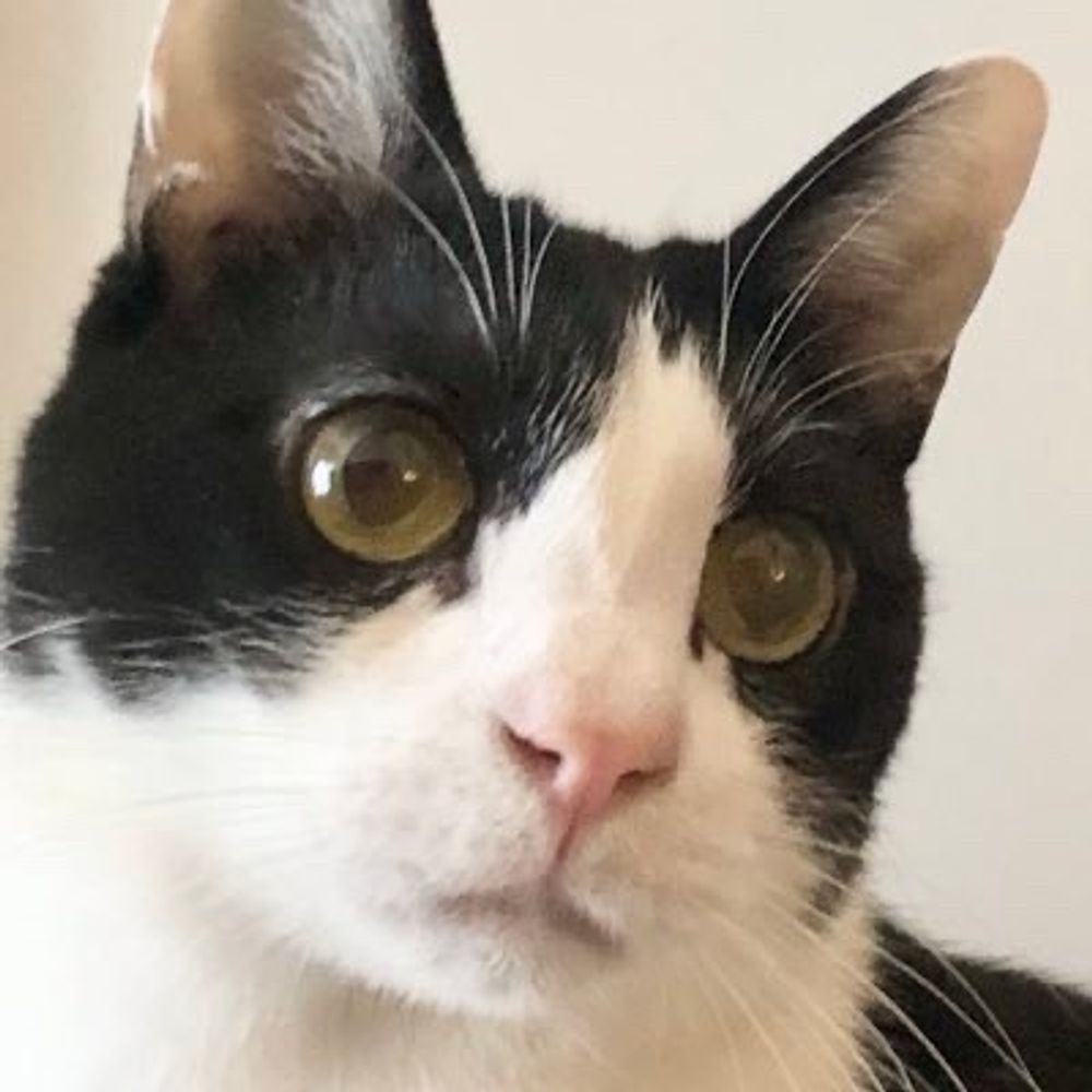 ねんねこ