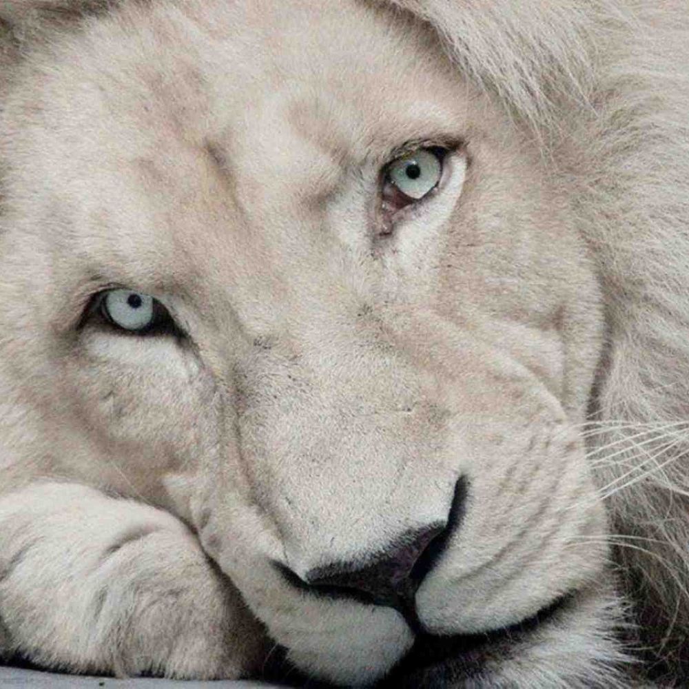 White Lion