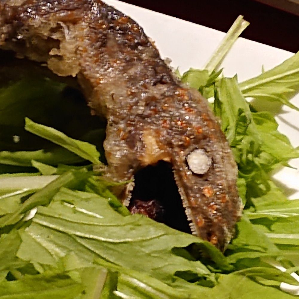スローロリス