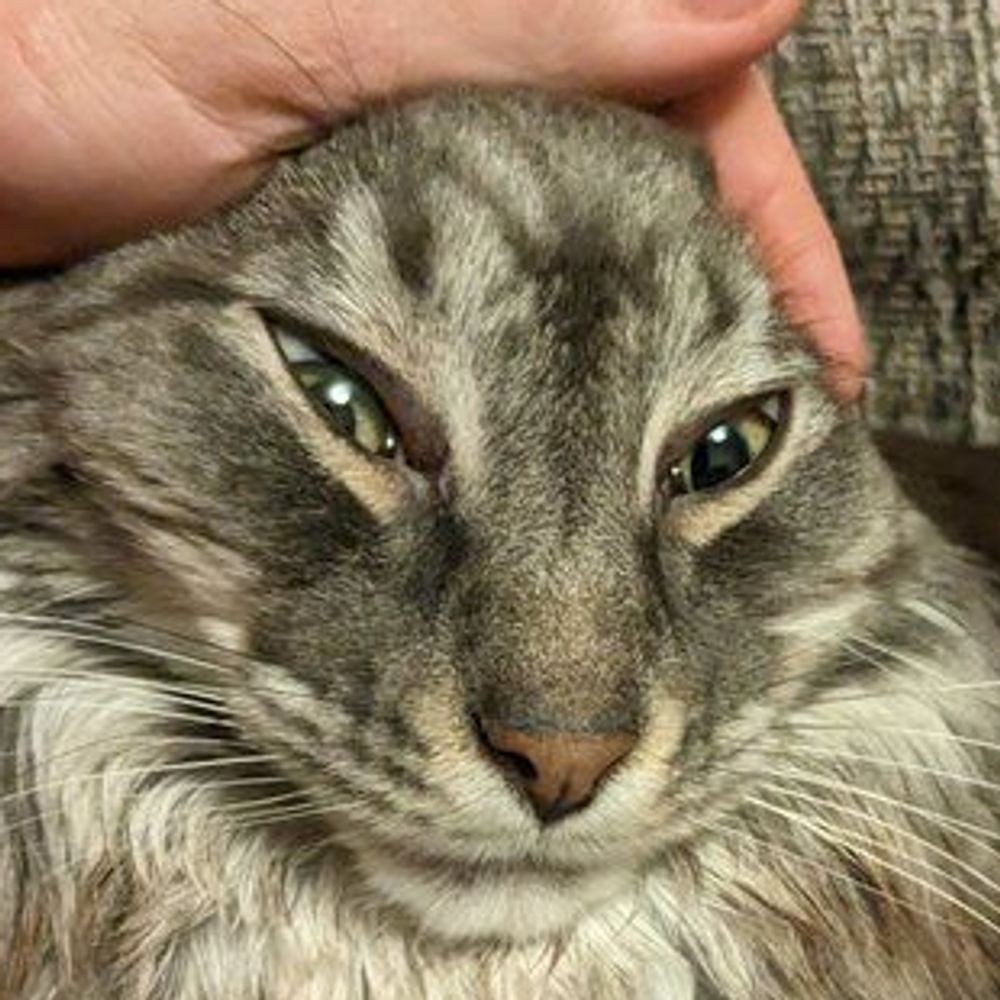 cat in german