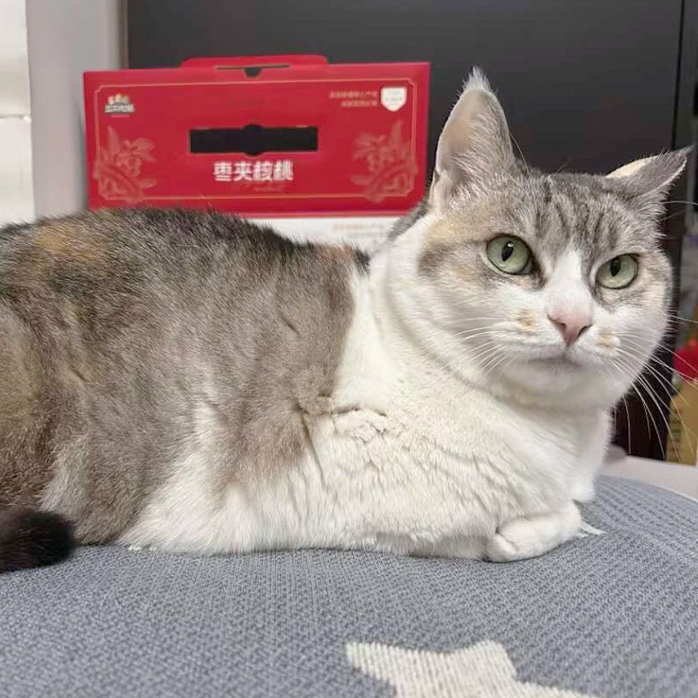 ﾁﾖ
