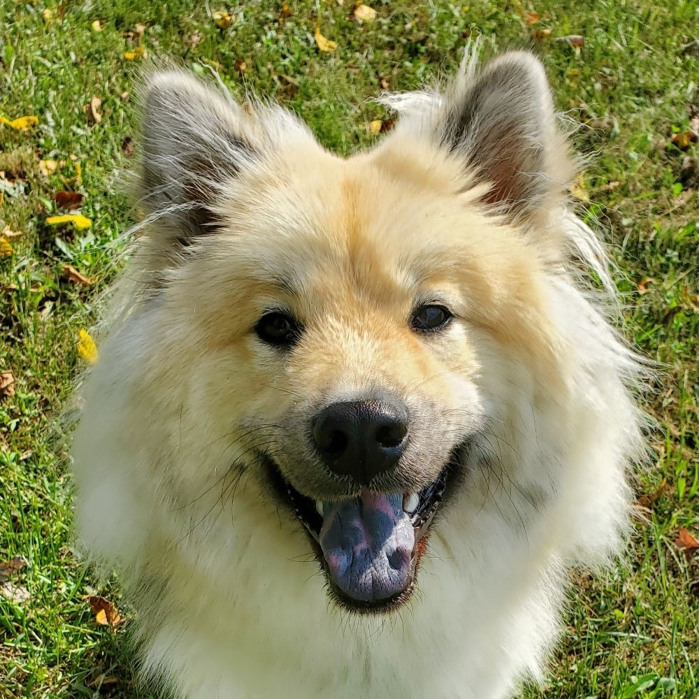 Fizzgig