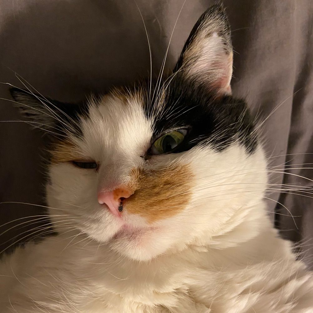KC Cat