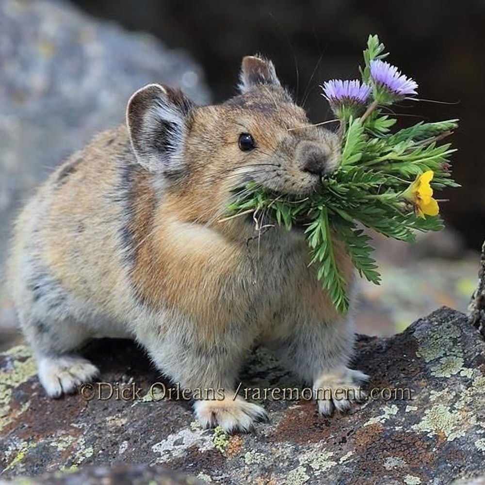 buff gerbil