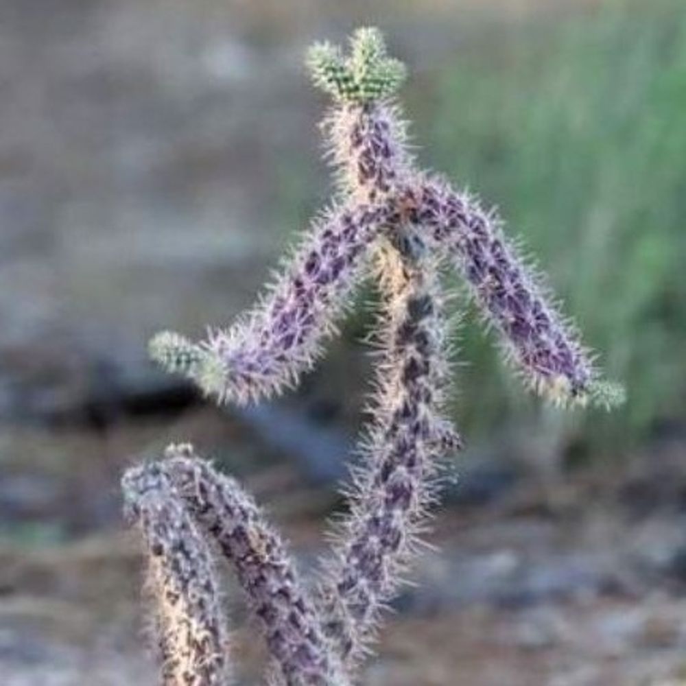 さぼてん🌵