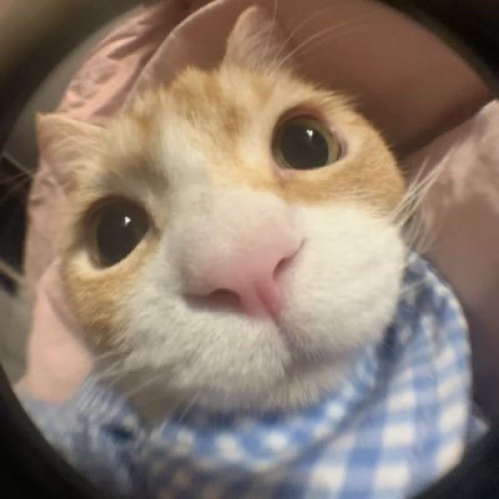 Wan