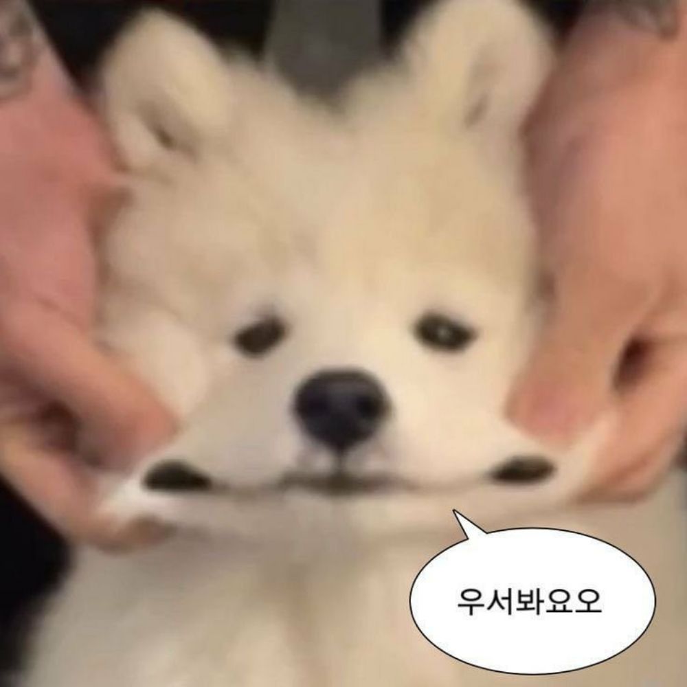 알파카