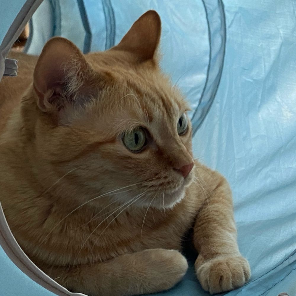 月見猫🐝