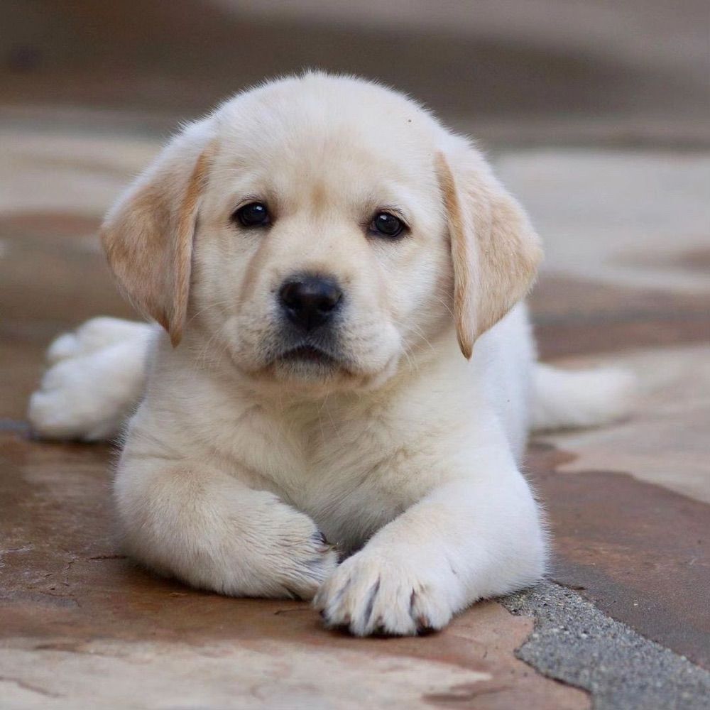 Profile picture labradorretriever.bsky.social