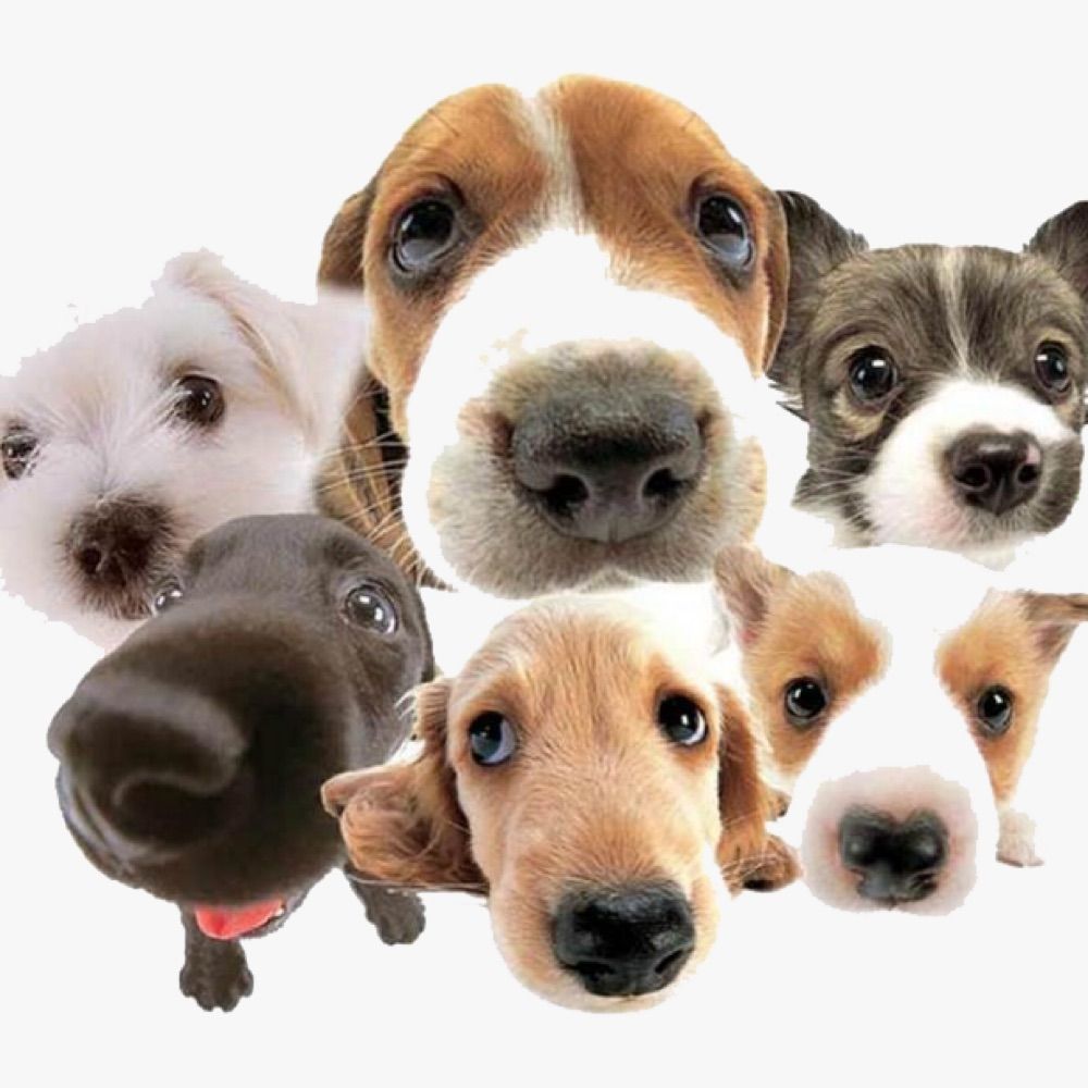 Dogs Official's avatar