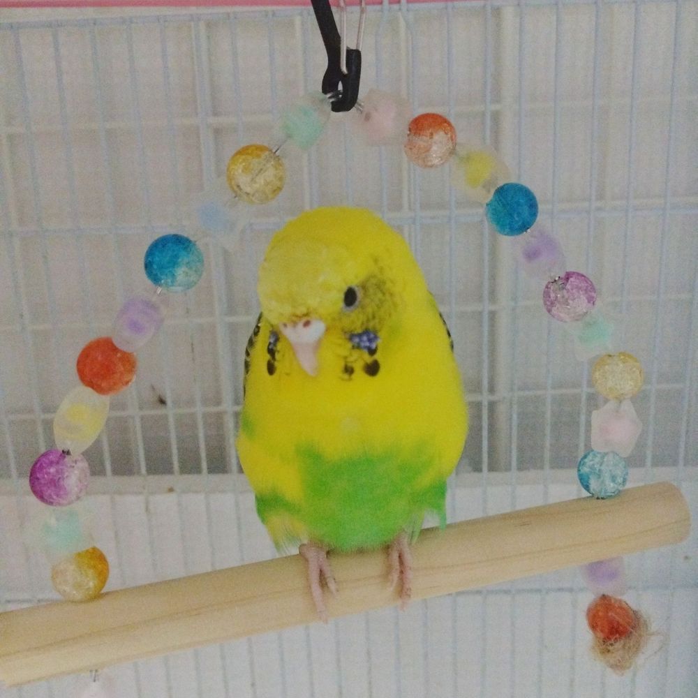 🐤きさらぎ🐤再々登録💦