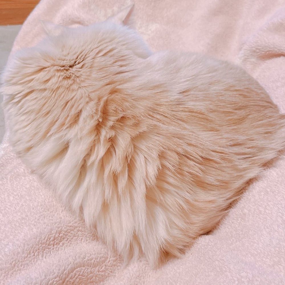 えねこ